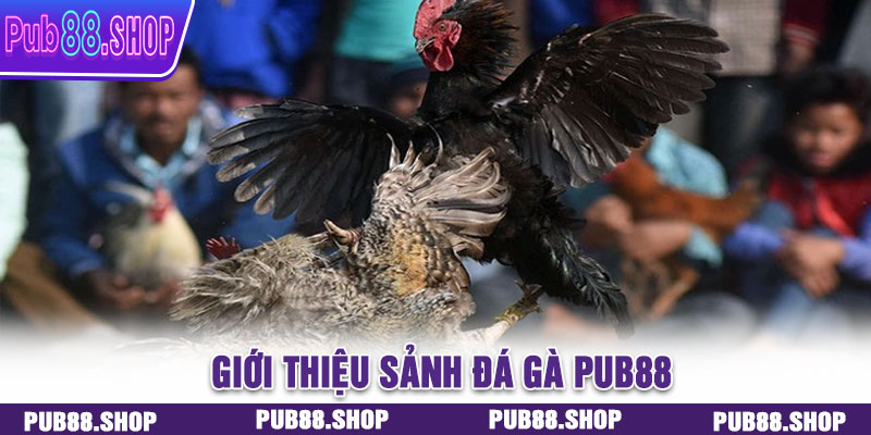 Giới thiệu sảnh đá gà PUB88
