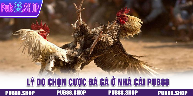 Lý do chọn cược đá gà ở nhà cái PUB88